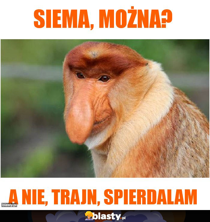 Siema, można? Siema, można?