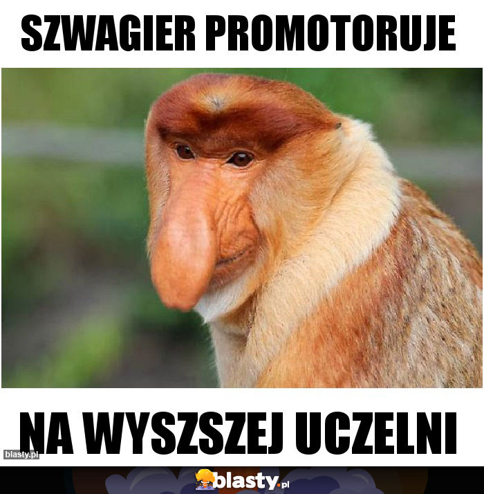 Szwagier promotoruje Szwagier promotoruje