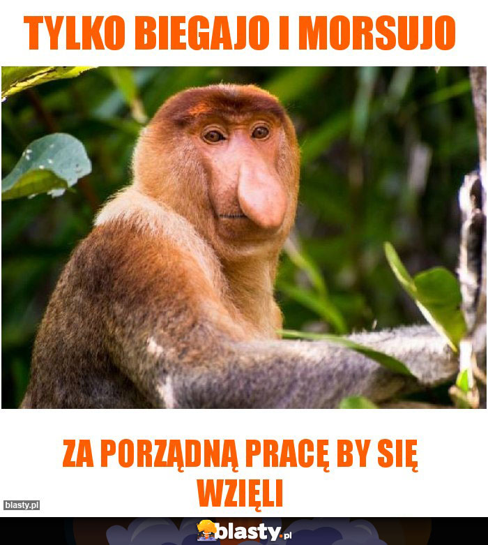 tylko biegajo i morsujo tylko biegajo i morsujo