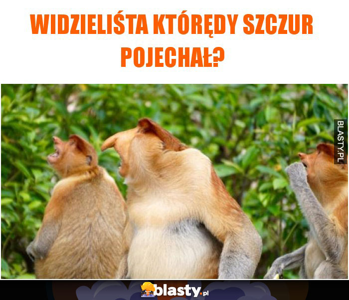 widzieliśta którędy szczur pojechał?