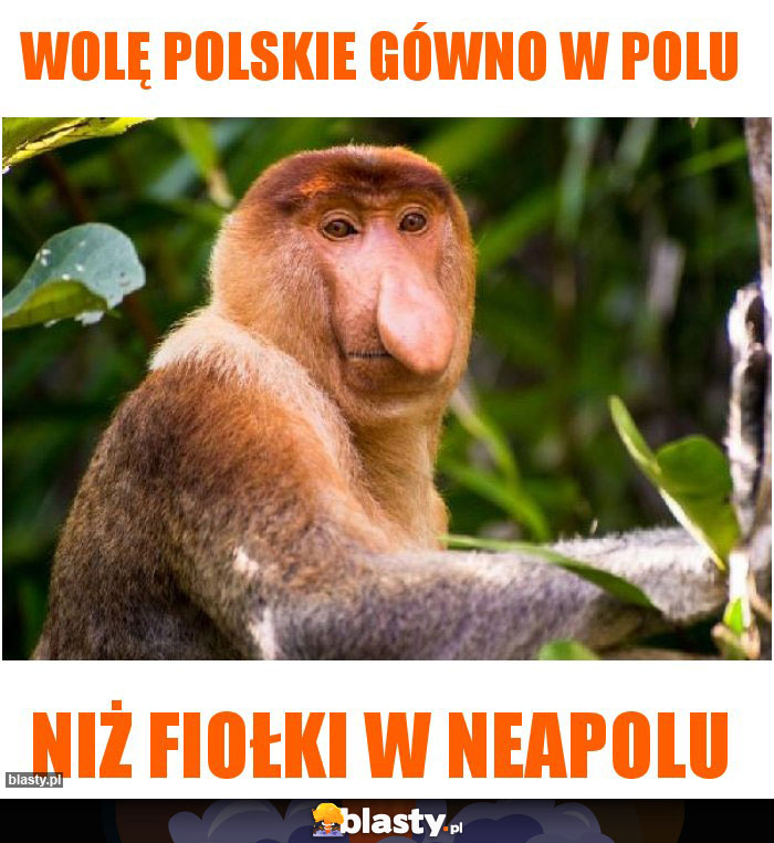 Wolę Polskie gówno w polu Wolę Polskie gówno w polu