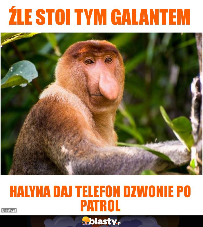 Źle stoi tym Galantem Źle stoi tym Galantem