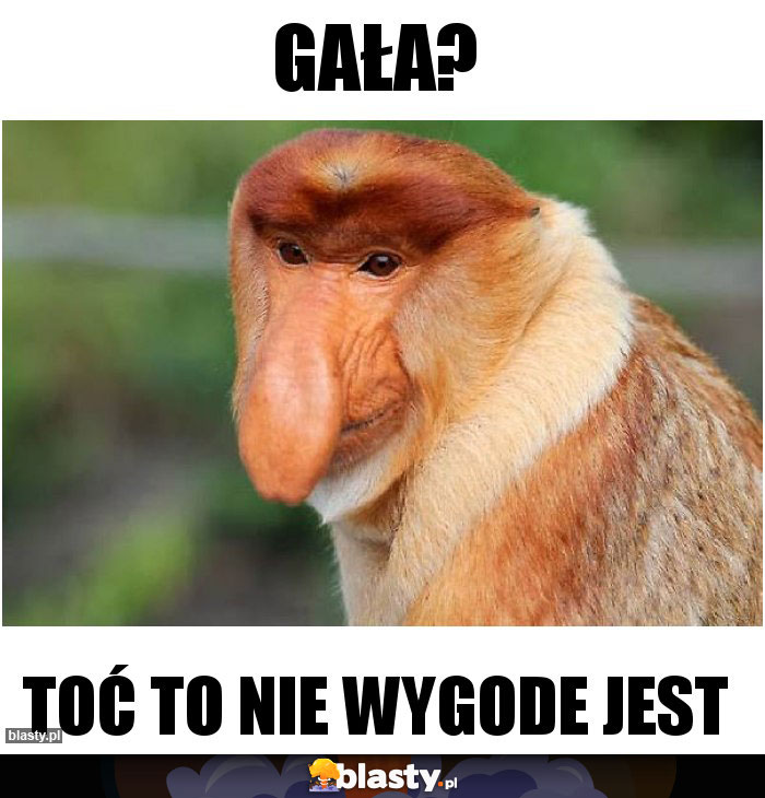 Gała?