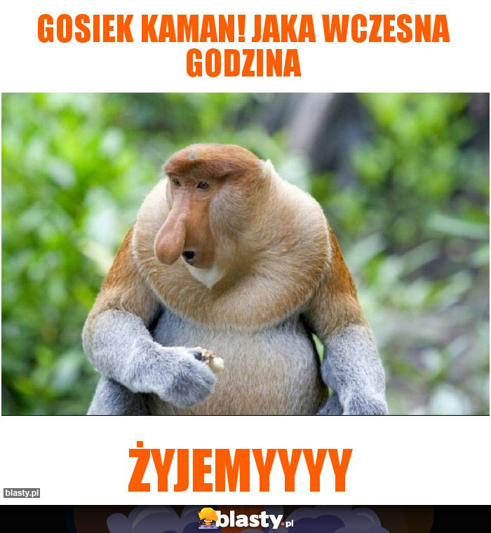 Gosiek kaman! Jaka wczesna godzina Gosiek kaman! Jaka wczesna godzina