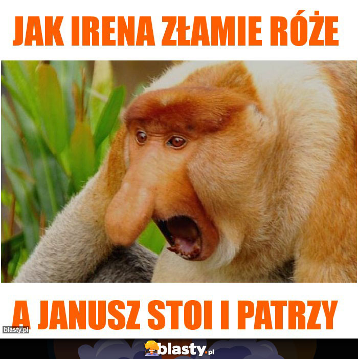 Jak irena złamie róże Jak irena złamie róże