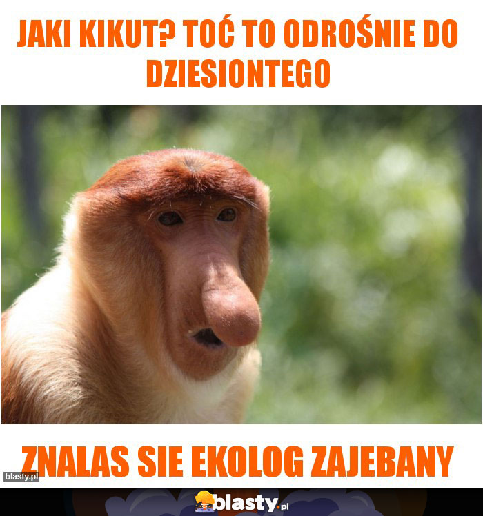 Jaki kikut? Toć to odrośnie do dziesiontego Jaki kikut? Toć to odrośnie do dziesiontego