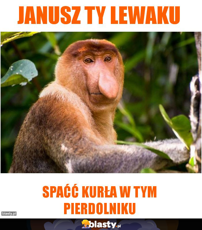 Janusz ty lewaku Janusz ty lewaku