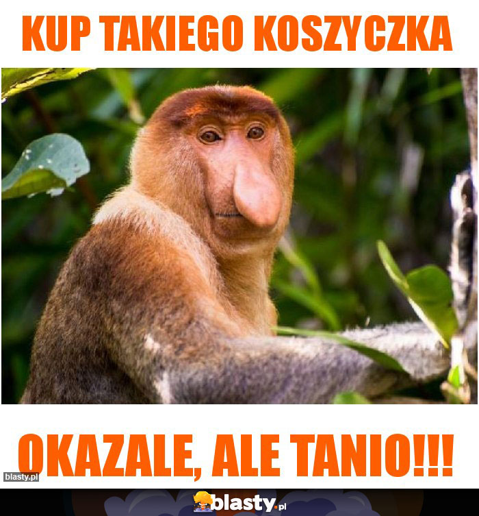 Kup takiego koszyczka Kup takiego koszyczka