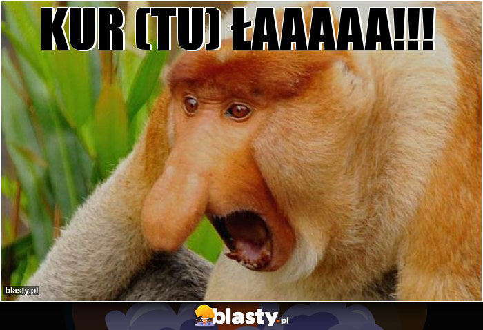 KUR (tu) ŁAAAAA!!! KUR (tu) ŁAAAAA!!!