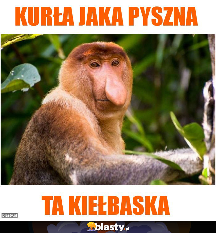 Kurła jaka pyszna Kurła jaka pyszna