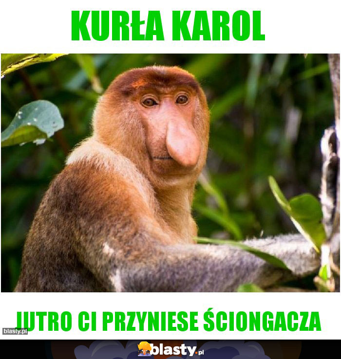 Kurła karol Kurła karol