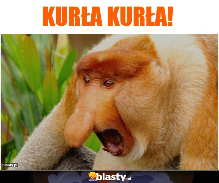 Kurła Kurła! Kurła Kurła!
