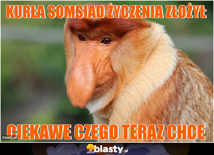 kurła somsiad życzenia złożył kurła somsiad życzenia złożył