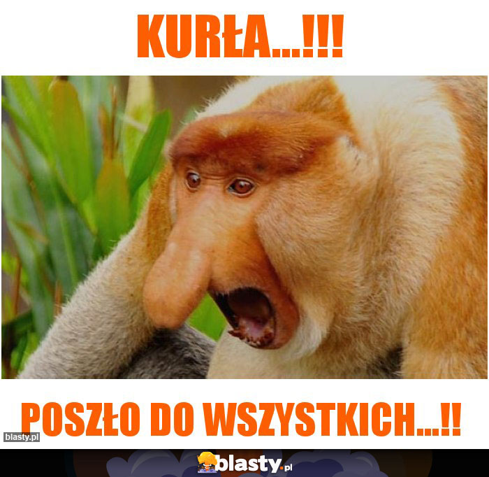 kurła...!!! kurła...!!!
