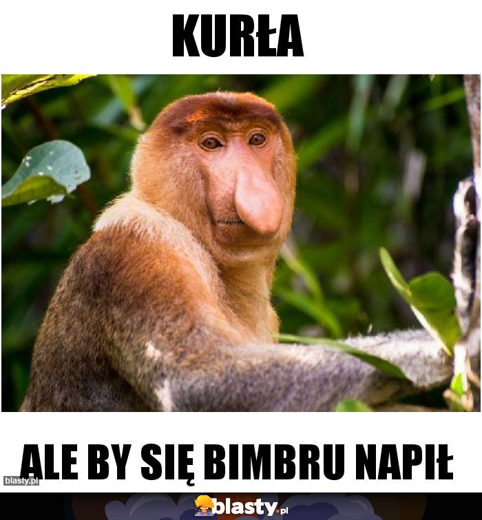 Kurła