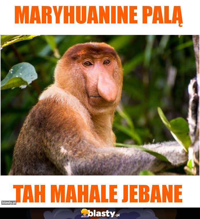 Maryhuanine palą Maryhuanine palą