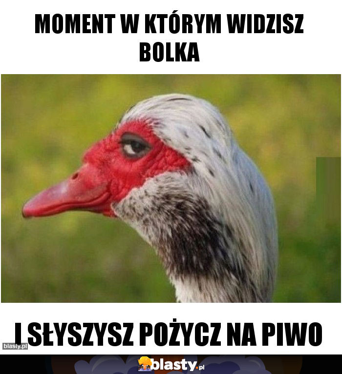 moment w którym widzisz bolka moment w którym widzisz bolka