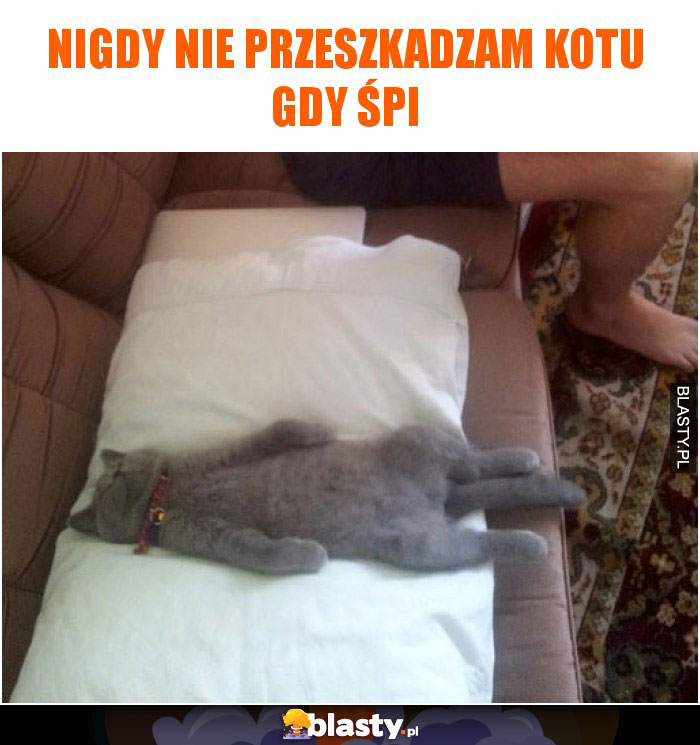 Nigdy nie przeszkadzam kotu gdy śpi