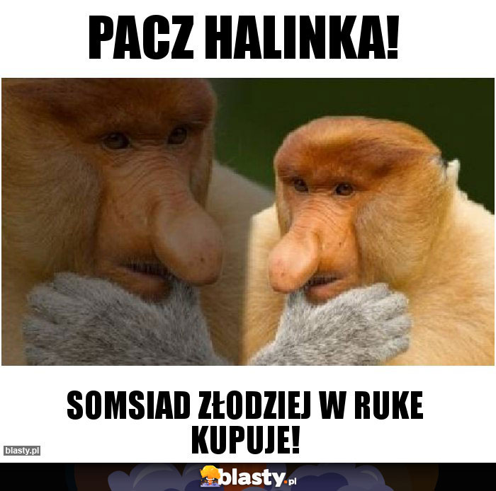 Pacz Halinka! Pacz Halinka!