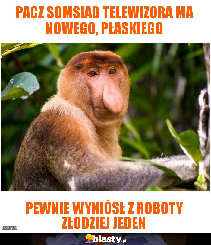 Pacz Somsiad telewizora ma nowego, płaskiego Pacz Somsiad telewizora ma nowego, płaskiego