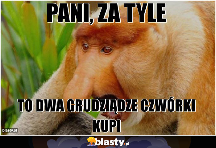 Pani, za tyle Pani, za tyle