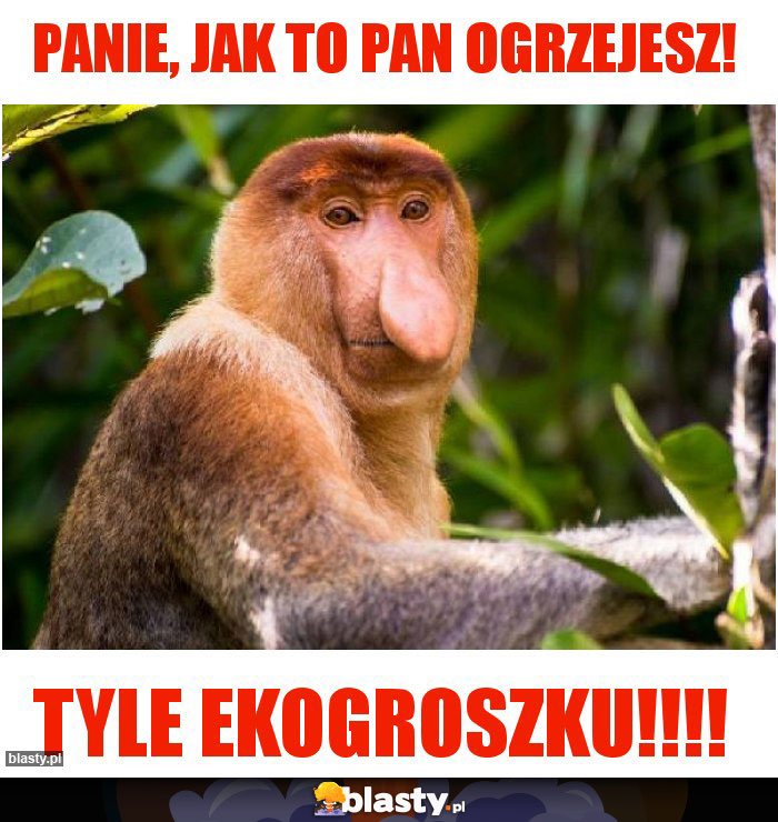 Panie, jak to pan ogrzejesz! Panie, jak to pan ogrzejesz!
