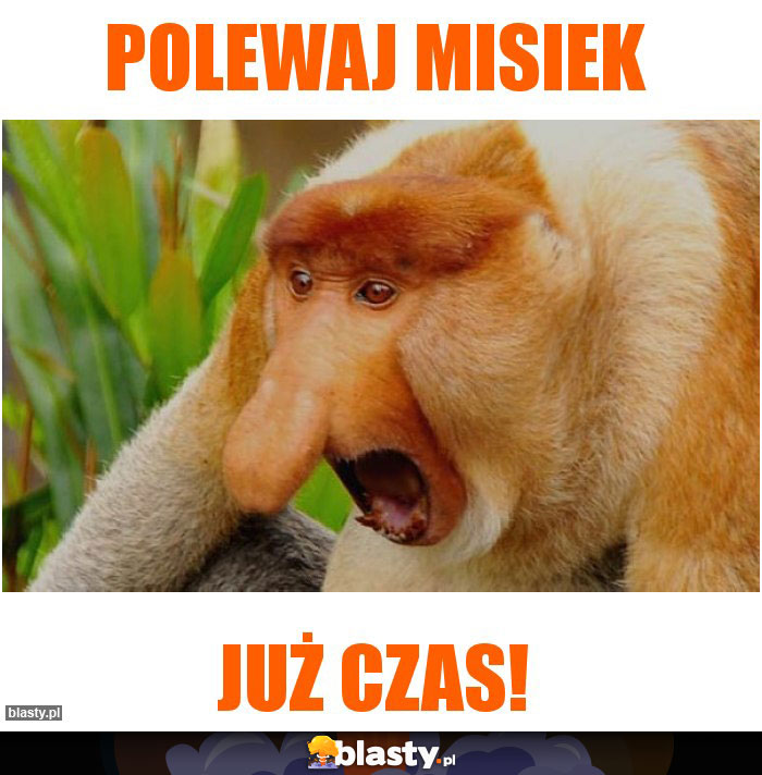 Polewaj Misiek Polewaj Misiek