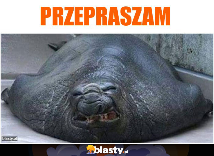Przepraszam Przepraszam