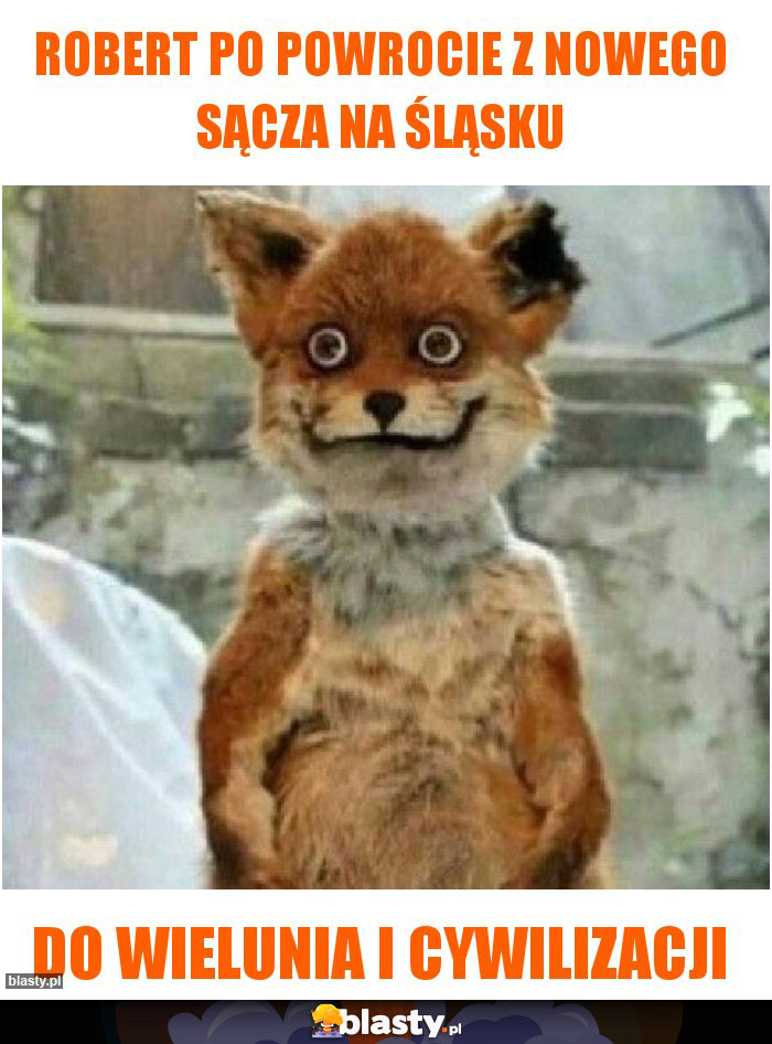 robert po powrocie z nowego sącza na śląsku robert po powrocie z nowego sącza na śląsku