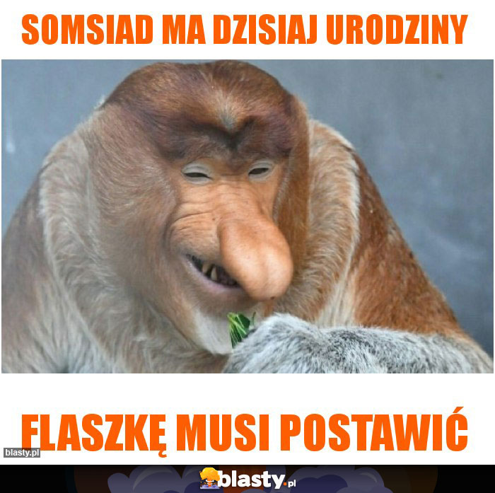 Somsiad ma dzisiaj urodziny