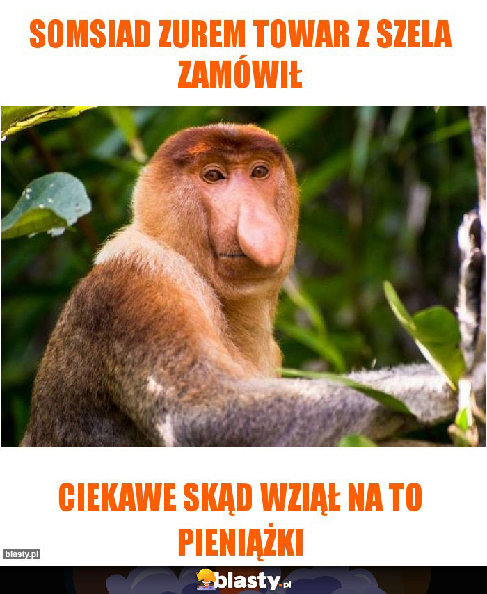 somsiad zurem towar z szela zamówił somsiad zurem towar z szela zamówił