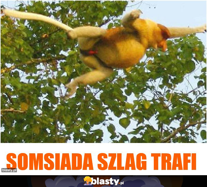 somsiada szlag trafi somsiada szlag trafi
