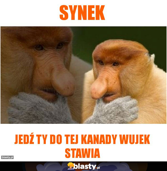 synek