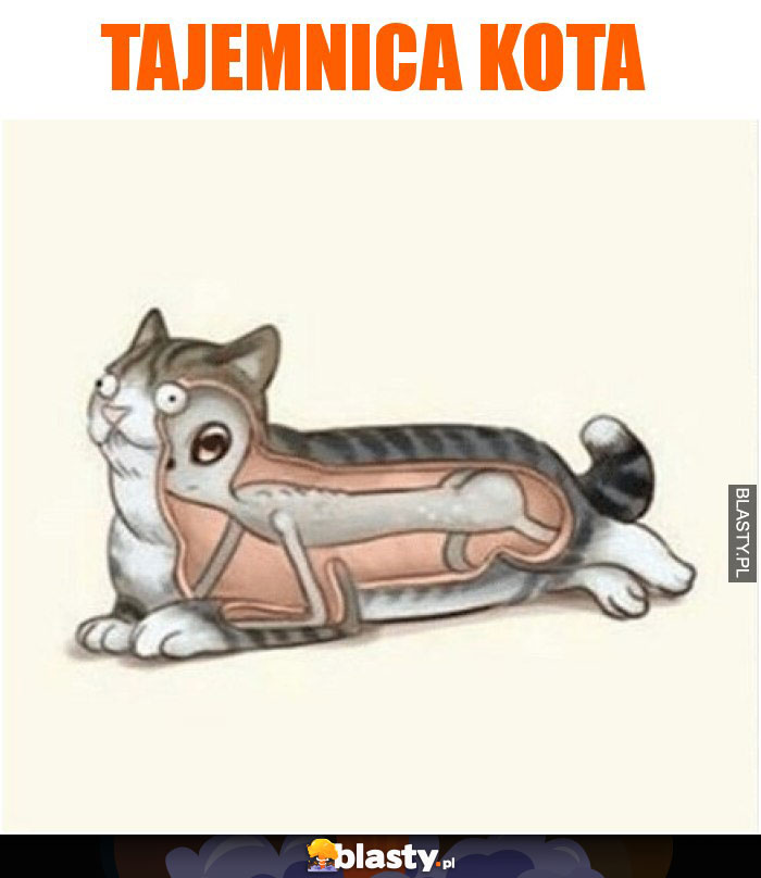 Tajemnica kota