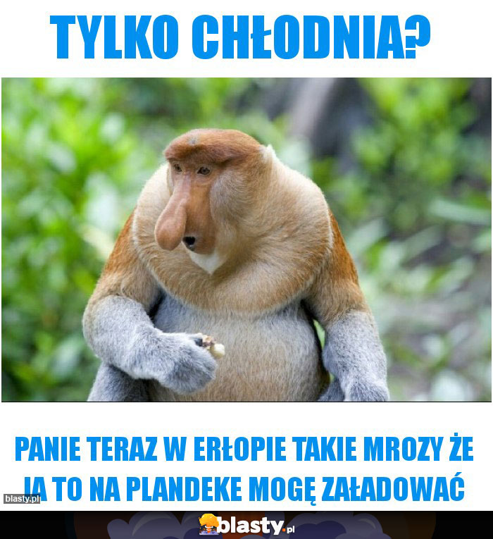 tylko chłodnia?