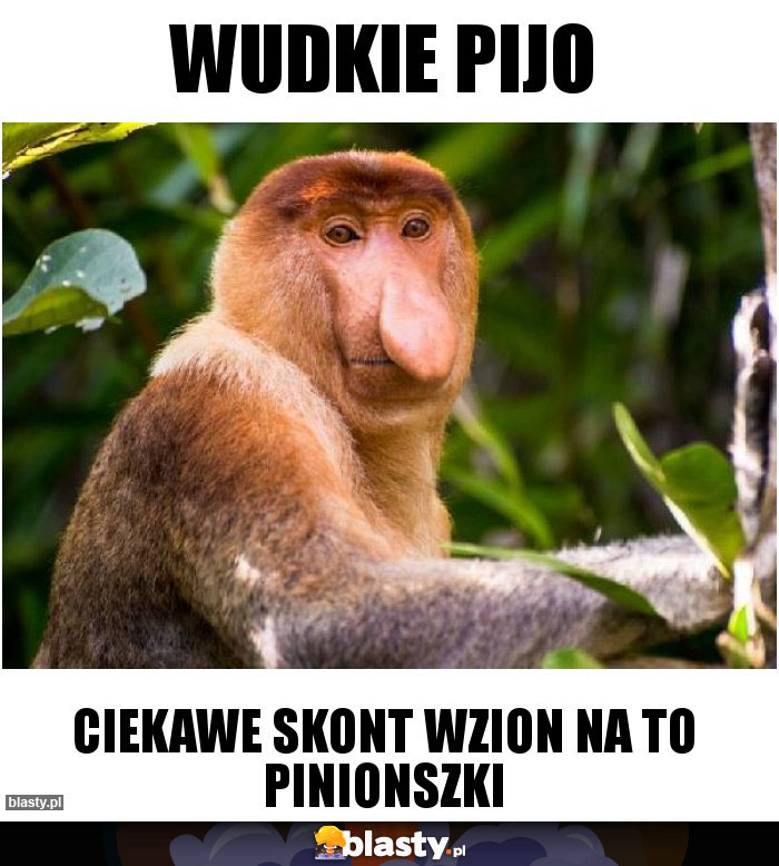 Wudkie pijo Wudkie pijo