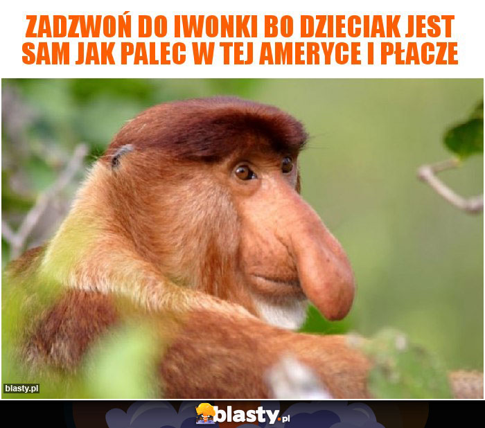 Zadzwoń do Iwonki bo dzieciak jest sam jak palec w tej Ameryce i płacze Zadzwoń do Iwonki bo dzieciak jest sam jak palec w tej Ameryce i płacze