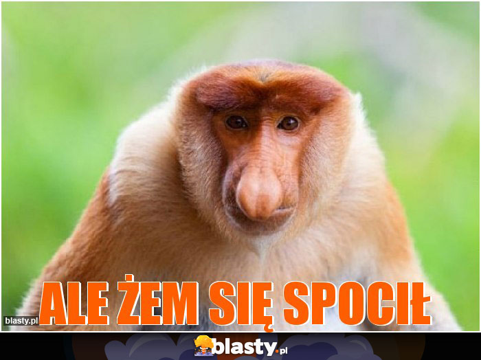 Ale żem się spocił Ale żem się spocił