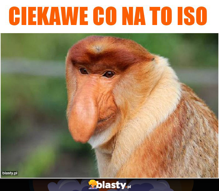 Ciekawe co na to ISO Ciekawe co na to ISO