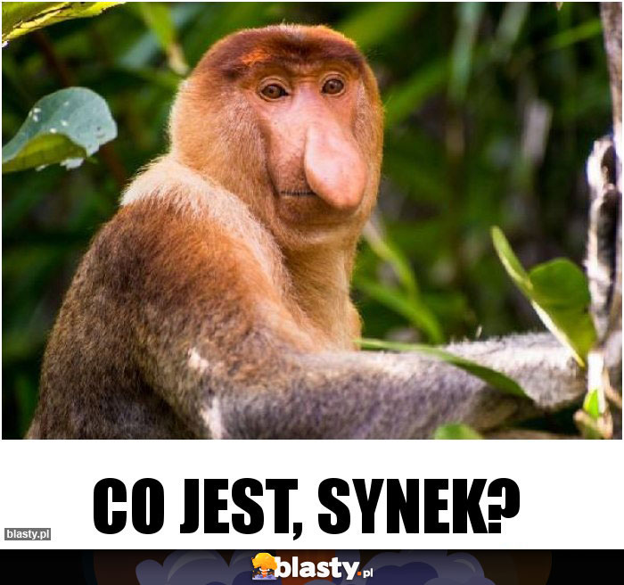 Co jest, synek? Co jest, synek?