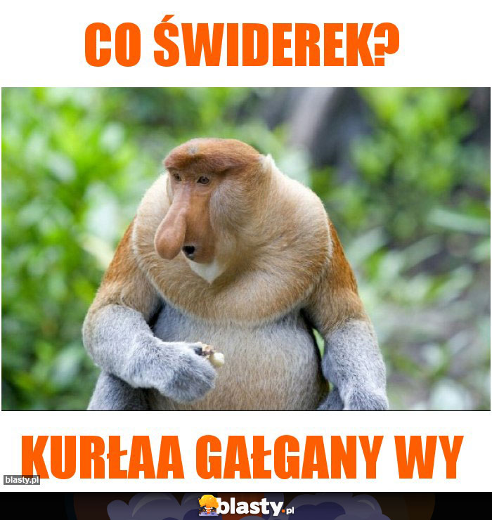 Co świderek? Co świderek?