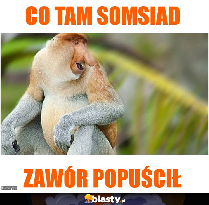 Co tam somsiad Co tam somsiad