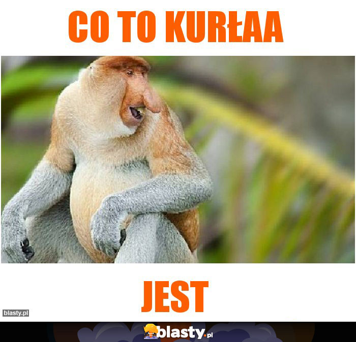 CO TO KURŁAA CO TO KURŁAA