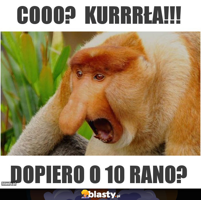 Cooo? KURRRŁA!!! Cooo? KURRRŁA!!!