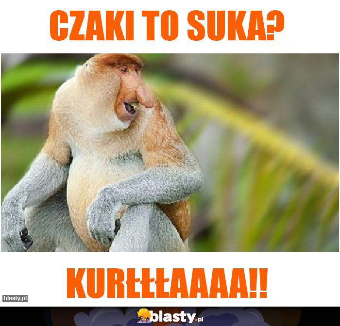 CZAKI TO SUKA? CZAKI TO SUKA?