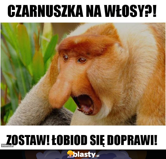 Czarnuszka na włosy?! Czarnuszka na włosy?!