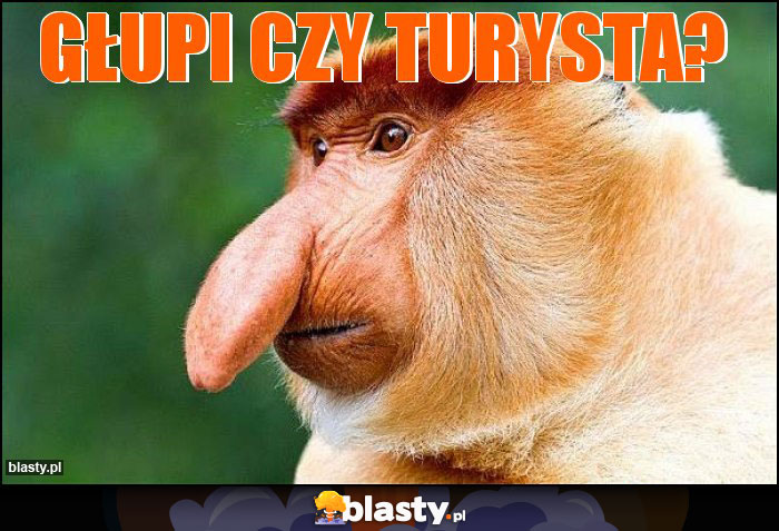 głupi czy turysta? głupi czy turysta?