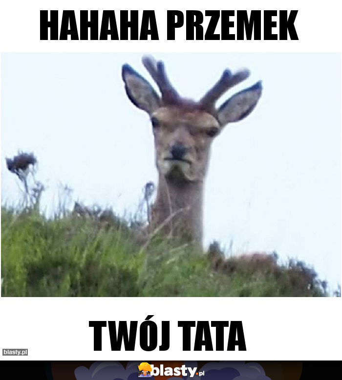 Hahaha Przemek Hahaha Przemek