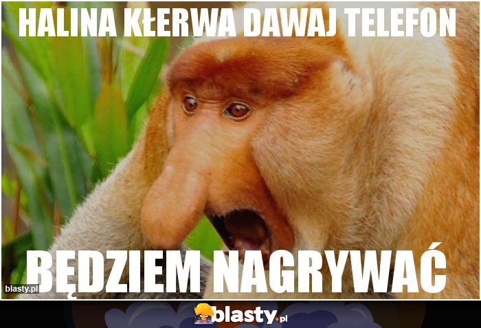 HALINA KŁERWA DAWAJ TELEFON HALINA KŁERWA DAWAJ TELEFON