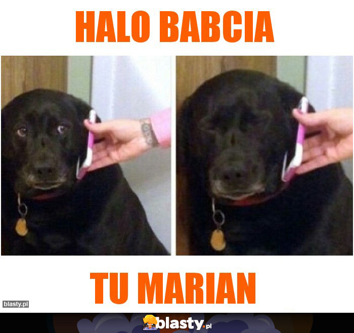 Halo babcia Halo babcia